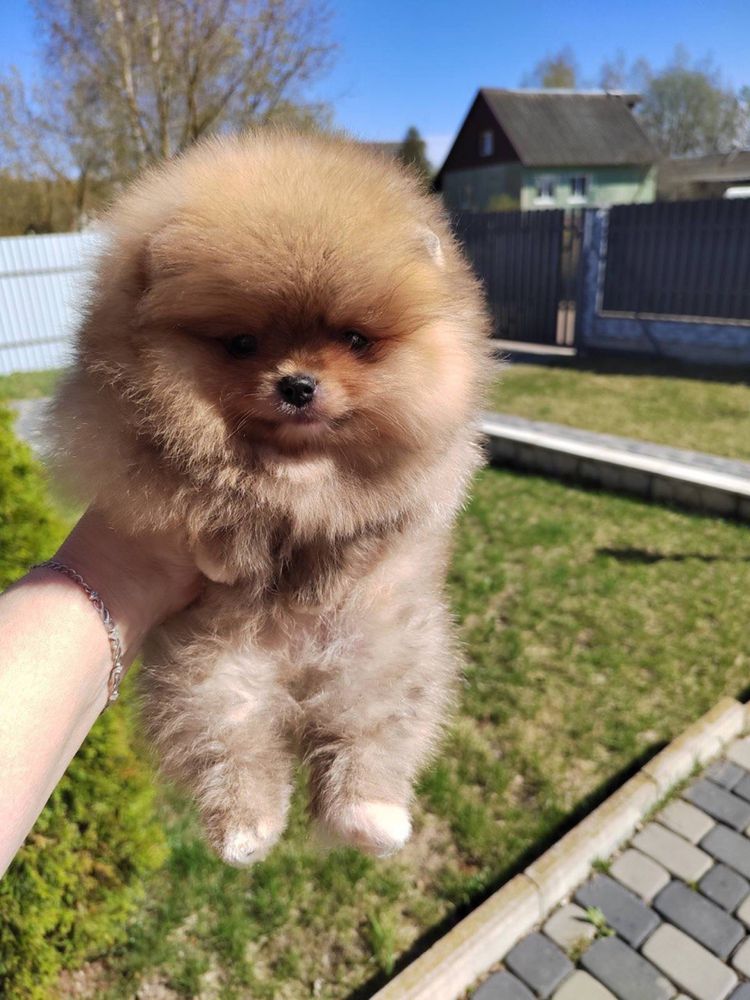 Prawdziwy pomeranian ZKWP