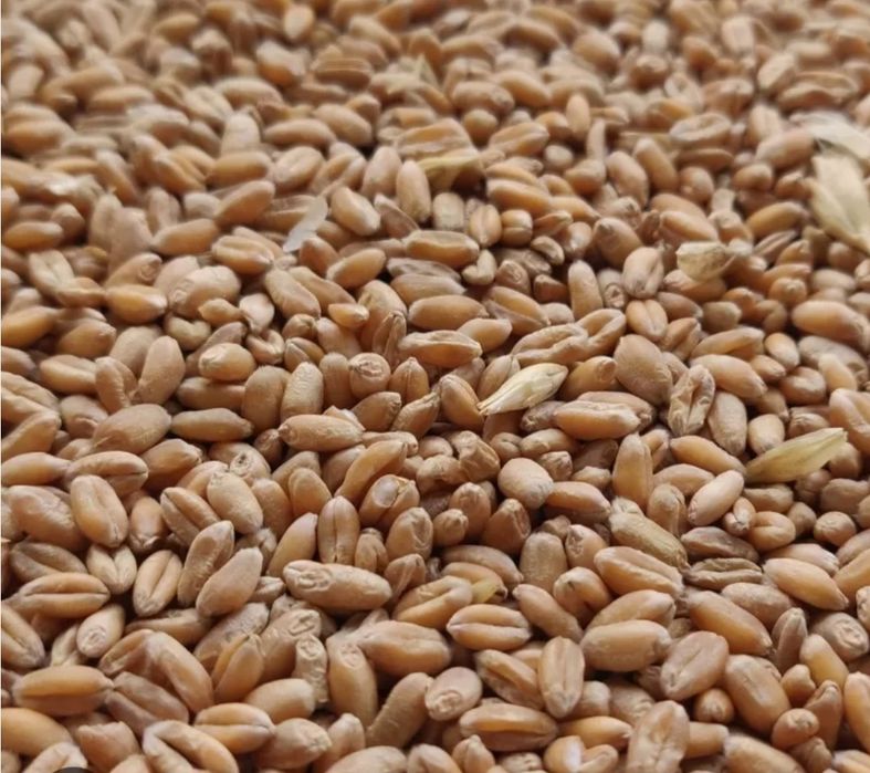 Sprzedam Pszenicę' owies