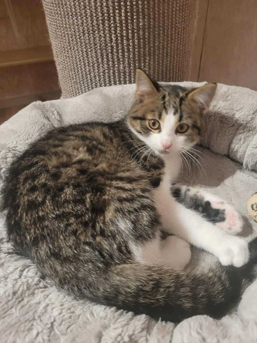 Sony i Sharp koci bracia