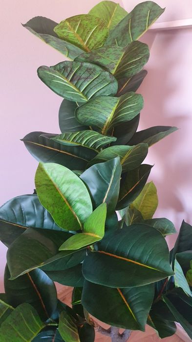 Fikus 155/82 cm.