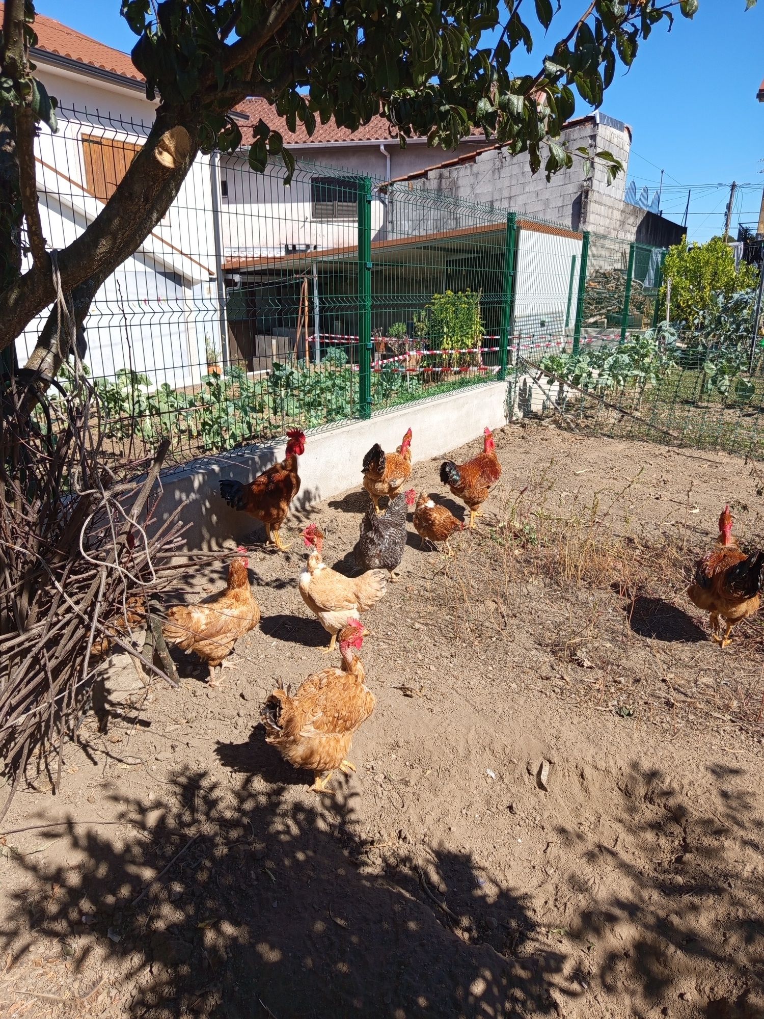 Animais de quinta