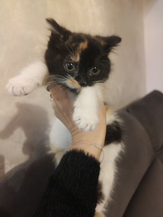 Śliczna Kotka dwu miesieczna