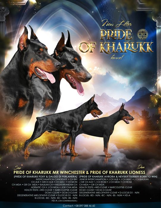 Щенок добермана