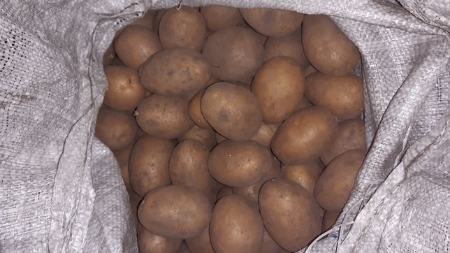 Ziemniaki- sadzeniaki Lilly