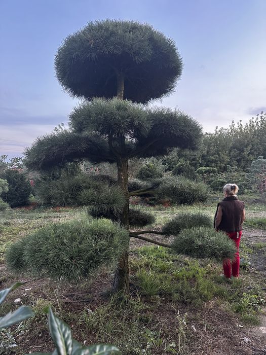 Bonsai-Niwaki formowane sosna cis jałowiec. Laurowiśnia jodła szmaragd