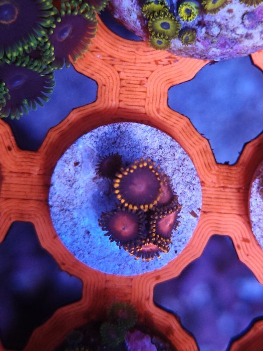 KH Sunburst Zoanthus, Corais de água salgada