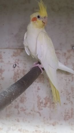 Papuga nimfa 2021r - ostatnia sztuka