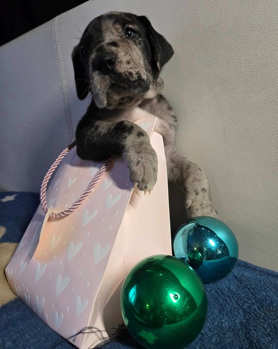 Dog niemiecki śliczny szczeniak Hodowla Dolce Lalla