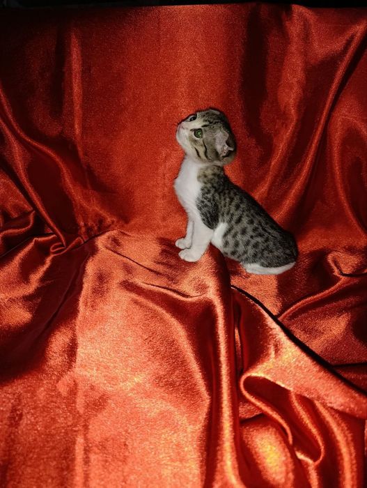 Котят в заботливые руки