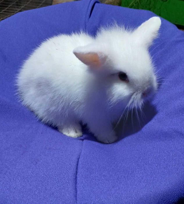 Декоративний кролик,  карликовий кролик.