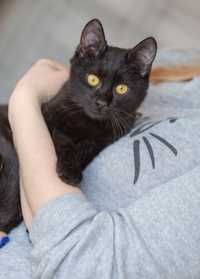 Бася. Черне кошеня дівчинка. Кошка 1,5 року
