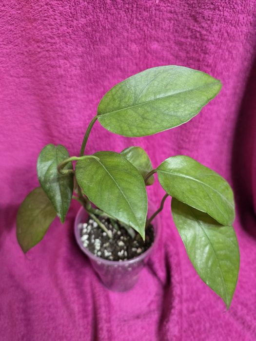 Epipremnum pinnatum