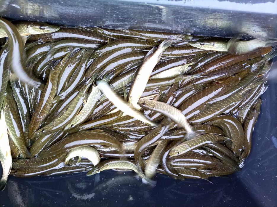 Tołpyga kroczek 600/700 gram  , lin karp karaś szczupak jesiotr