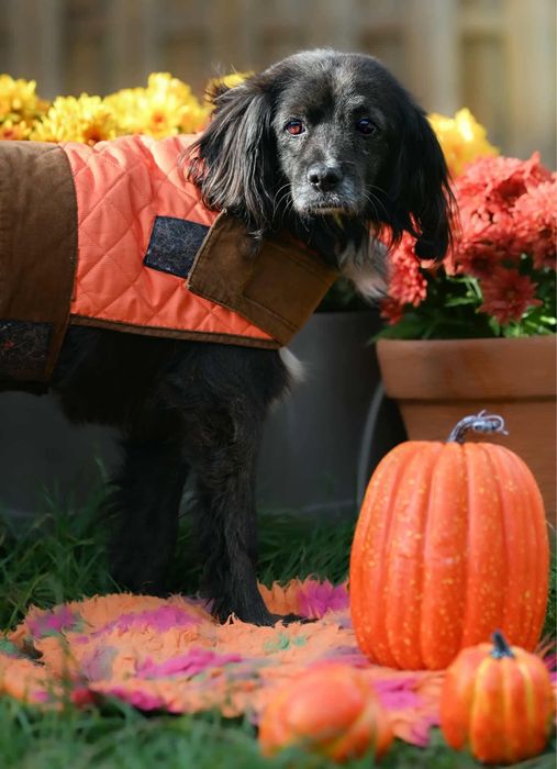 BROWNIE - słodki piesek do pokochania