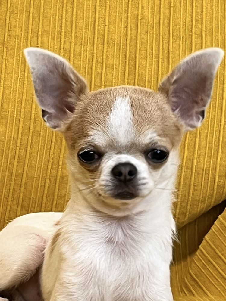 Chihuahua Macho Pequenino