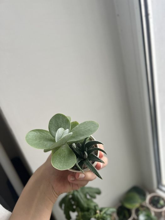 Набір сукулентів