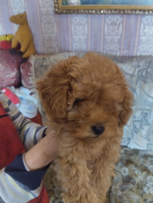 Щенки той пудель