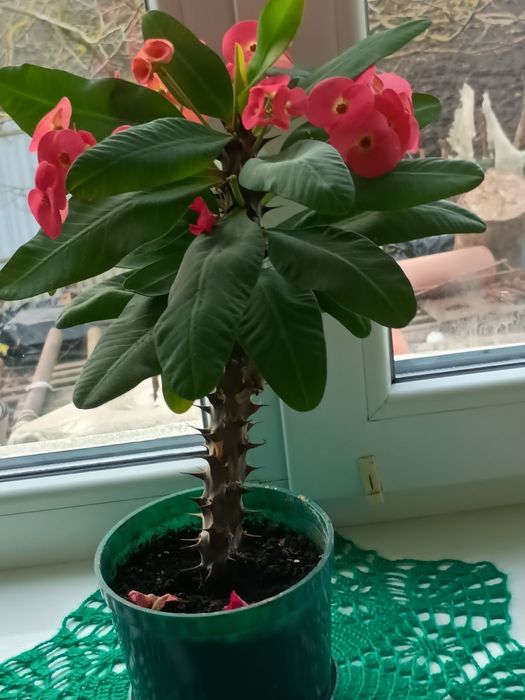 Пропоную молочай Міля (вінець Христа)