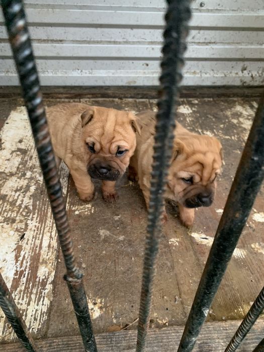 Собачка Шарпей шукає свого господаря