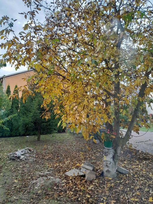 Orzechy włoskie tegoroczne sprzedam 10 zł/kg