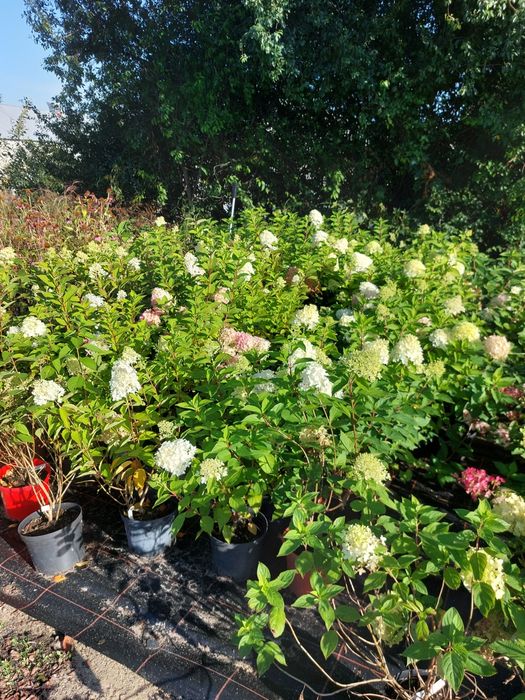 Hortensja bukietowa, Hortensje bukietowe doniczka 5l C5