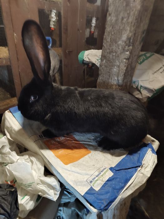 Olbrzym belgijski czarny