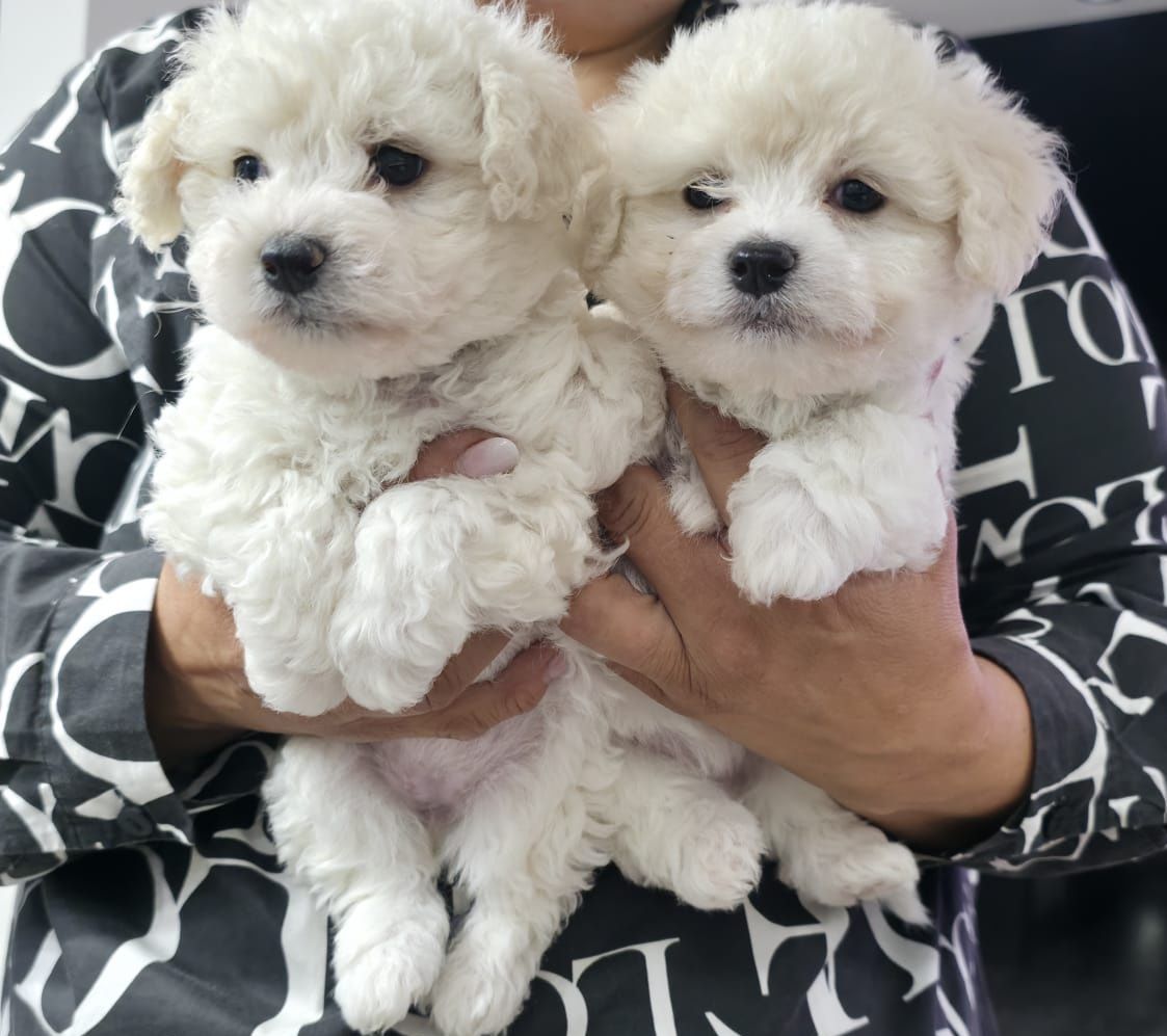 Bichon Frise FCI cudowna dziewczynka