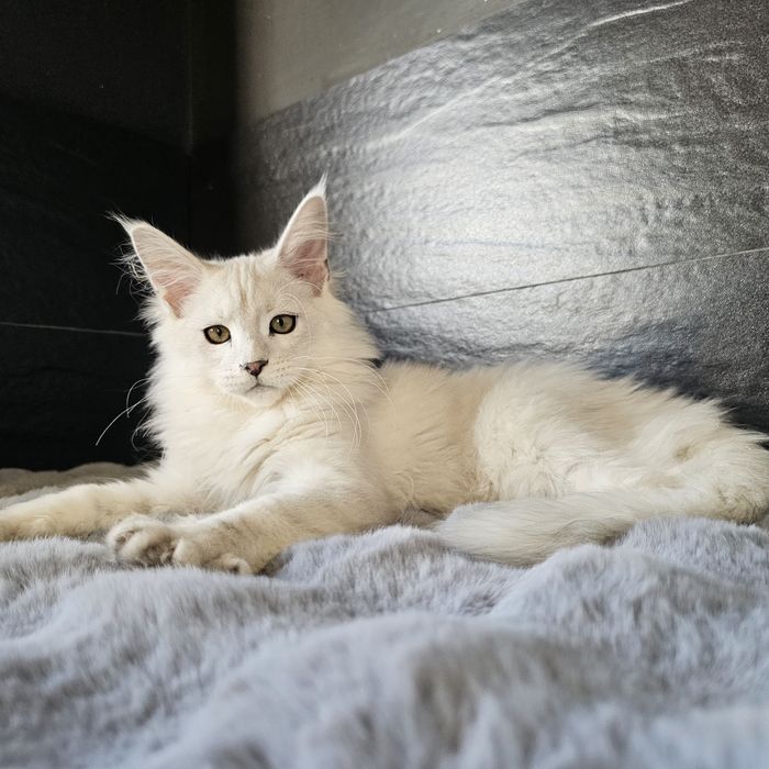 Kocurek shaded Maine coon rodowód fpl do hodowli hodowlany