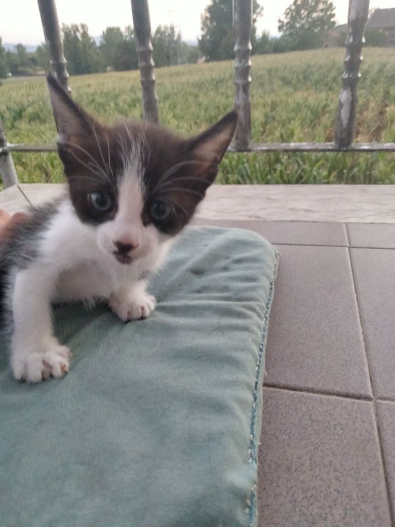 Da se gato 2 meses