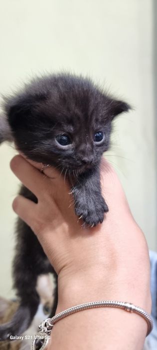 Котик в добрі руки