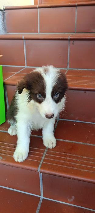 Border collie śliczny piesek czekoladowo biały