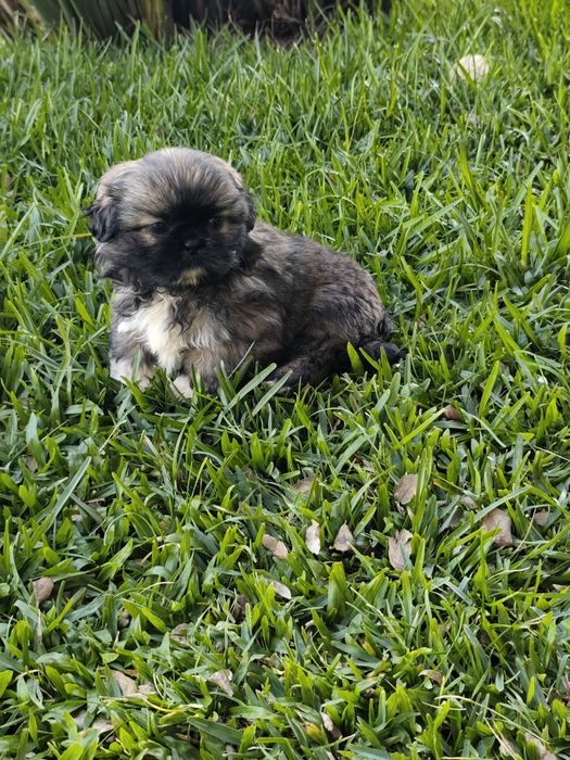 Shih-Tzu fêmea disponível