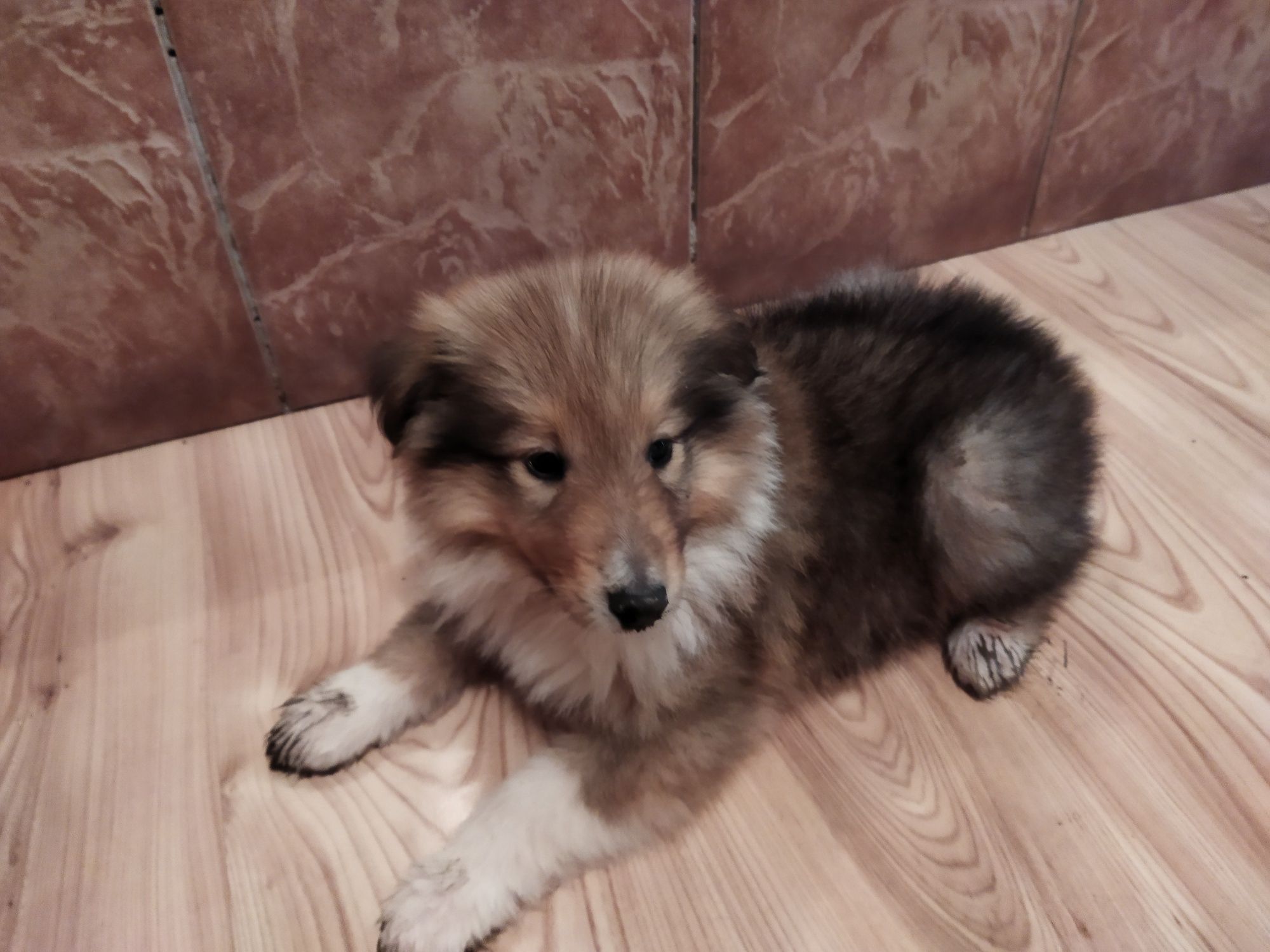 Owczarek szkocki collie długowłosy