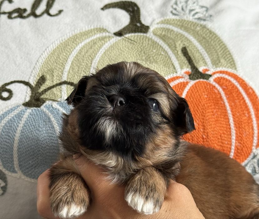 szczeniaczek shih tzu ZKwP