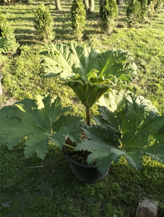Gunnera olbrzymią Manicata