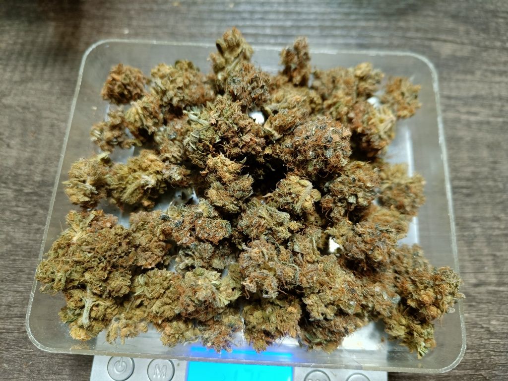 10 gramów suszu Victory CBD-V i CBD / 7-10%+7-10% indoor