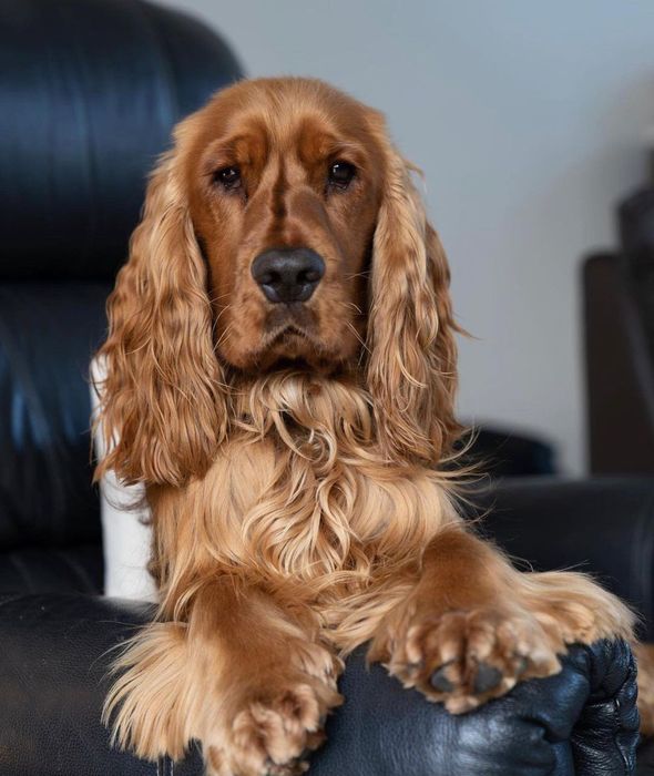 Продаж та доставка по Україні цуценят.