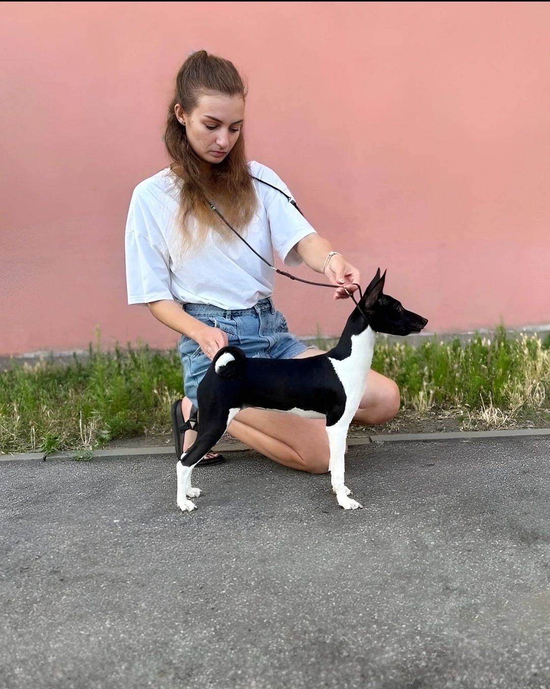 Щенок басенджи шоу класса девочка