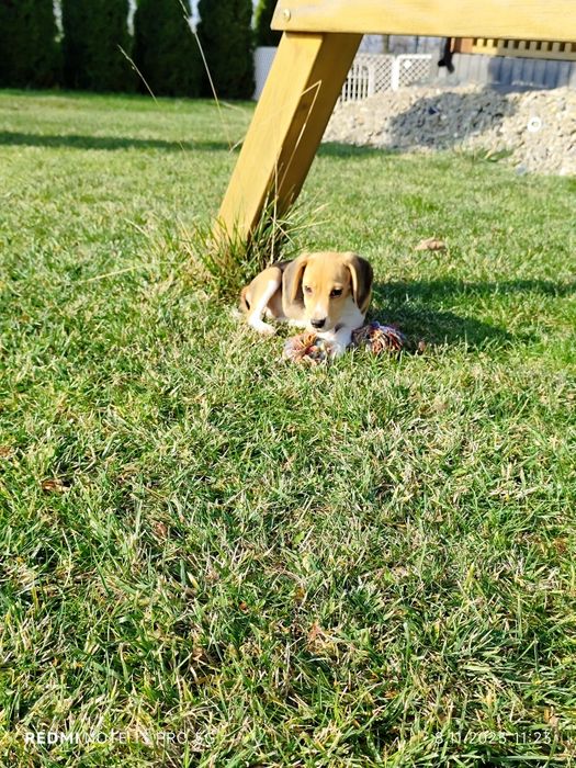 Suczka Beagle gotowa do odbioru metryka czip wyprawka