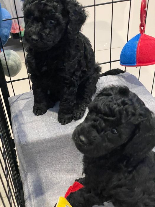 Pudel miniaturowy piesek DARIO