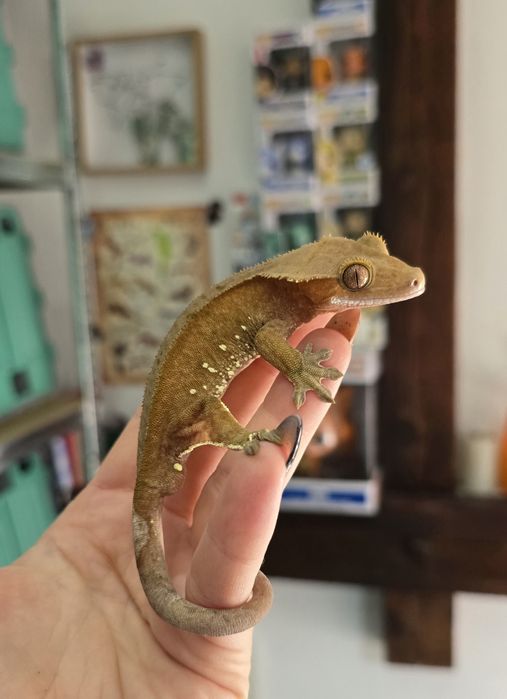 Zamienię gekony orzesione