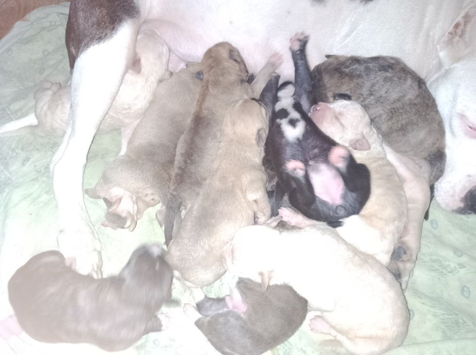 Продажа щенков амстафа