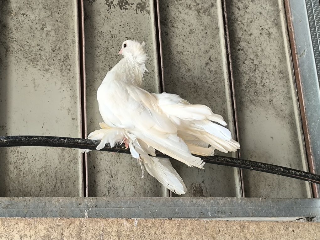 Pombos fantasia várias raças
