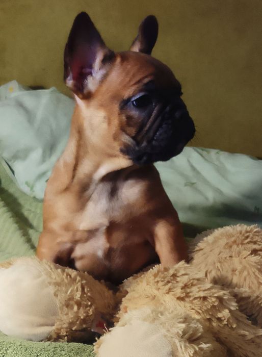 Продам двух цуценя Французького бульдога