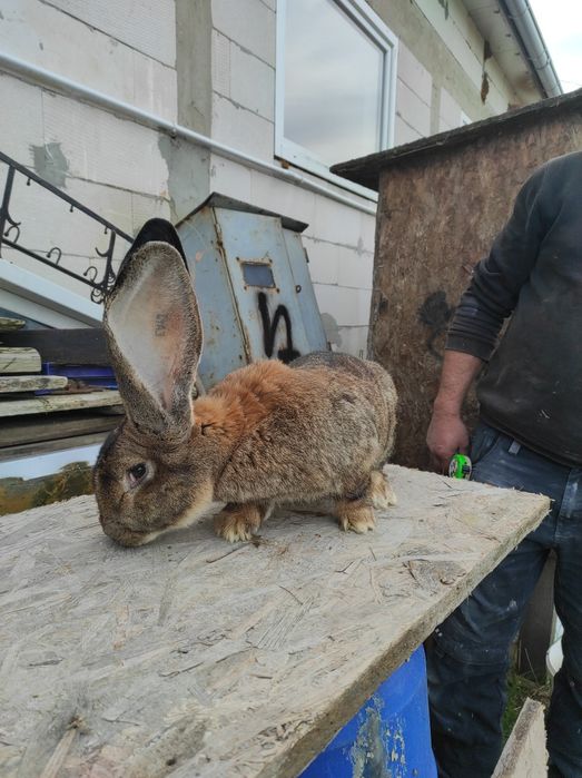 Samczyk Bos z rodowodem