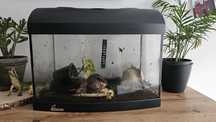 Ślimaki afrykańskie z terrarium