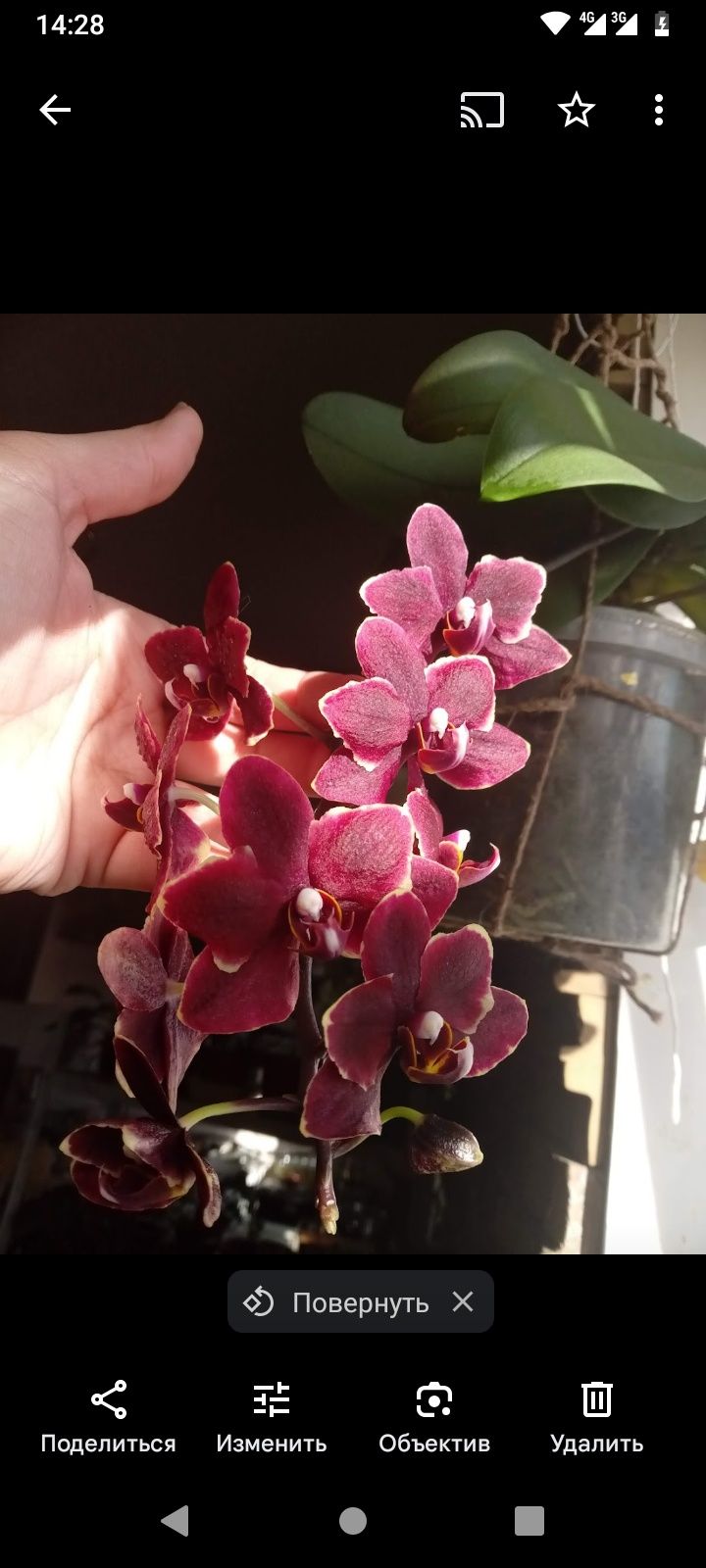 детка орхидеи Starlett сейчас цветет