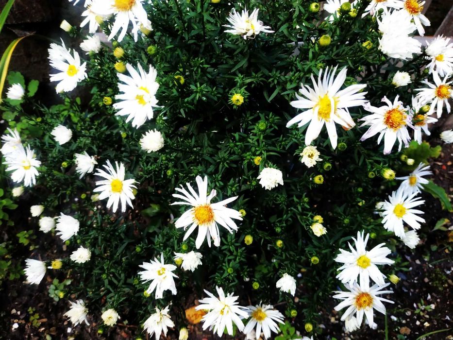 Айстра низькоросла, глобулярія, крилотичинник, примули, герань,брунера