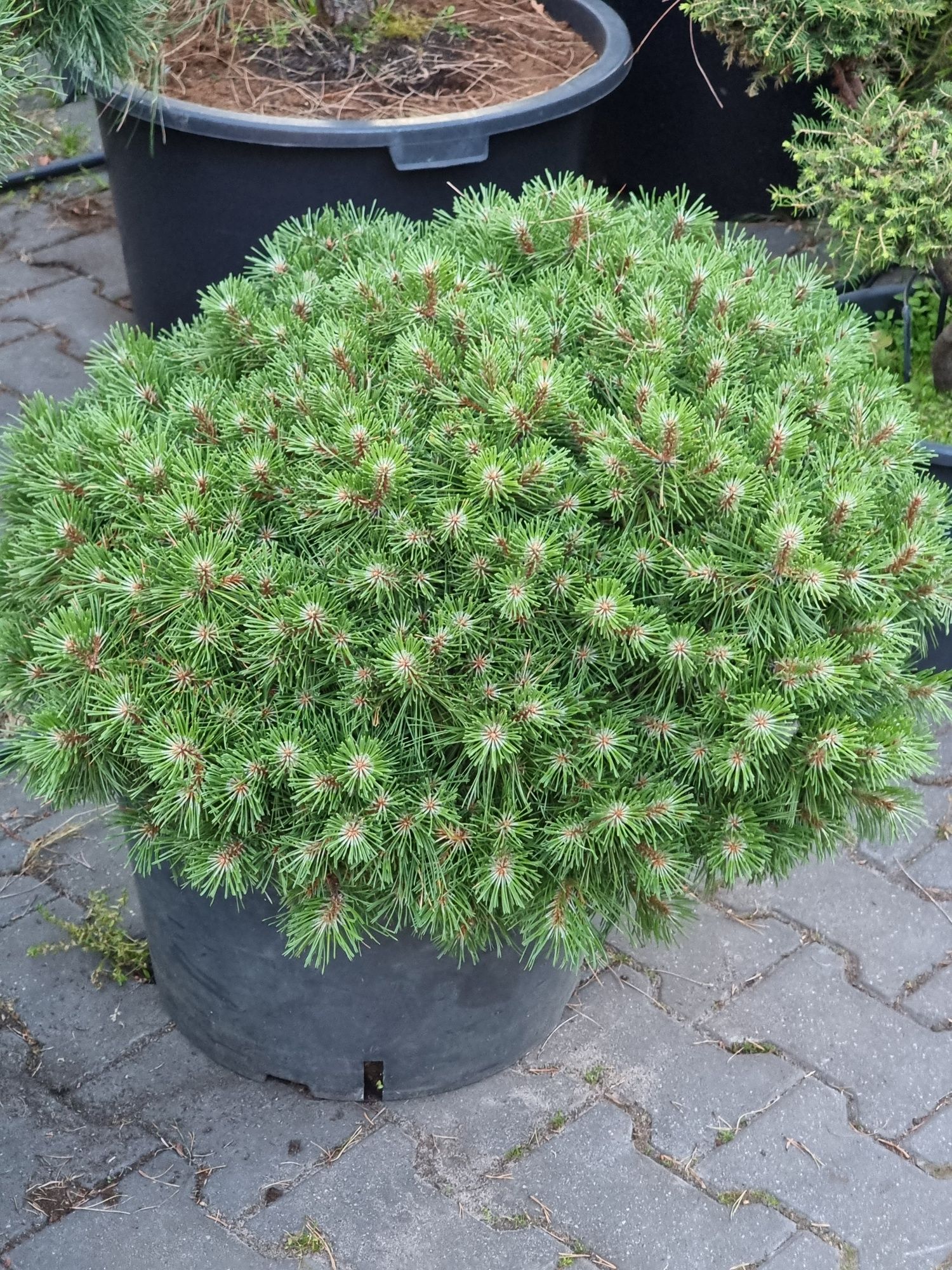 Krzewy ozdobne formowane Niwaki BONSAI Drzewa Rośliny ozdobne