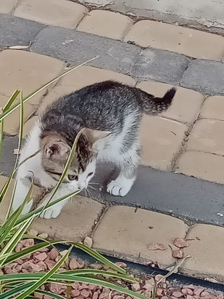 Oddam koty w dobre ręce